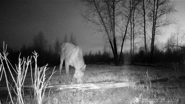 Животный мир в своей естественной среде обитания. The animal world in its natura.mp4 смотреть онлайн