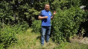 НЕ ПРОПУСТИТЕ! Из-за неё вы можете остаться без урожая малины
