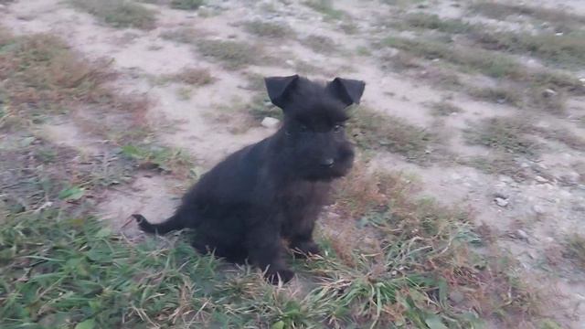 Девочка цвергшнауцера в продаже. Тел. +79065585244 смотреть онлайн