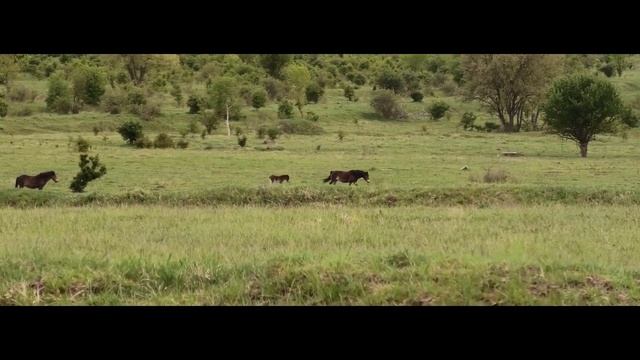 Milovická lesostep na jaře Panasonic HC-VXF1 смотреть онлайн