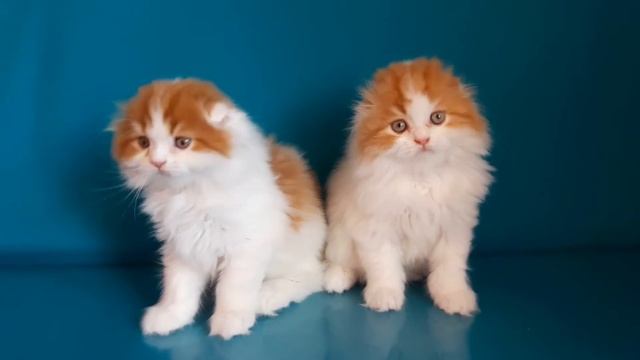 Шотландские котята.Хайленд-фолд. смотреть онлайн