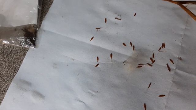 А часть семян ДИПЛАДЕНИИ уже созрела смотреть онлайн