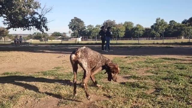 Angry Akita Snaps Moments After Being Chastised At Dog Park смотреть онлайн