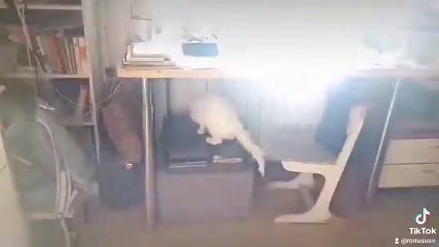 Мокрая Киска