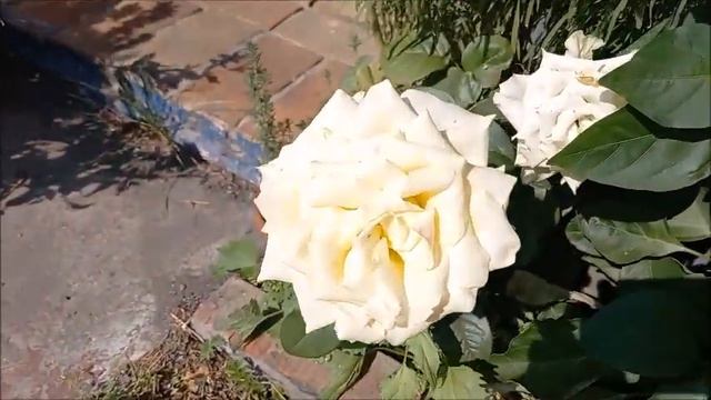 Красота.😍 Цветы. 🌹🌼💐 World of flowers смотреть онлайн