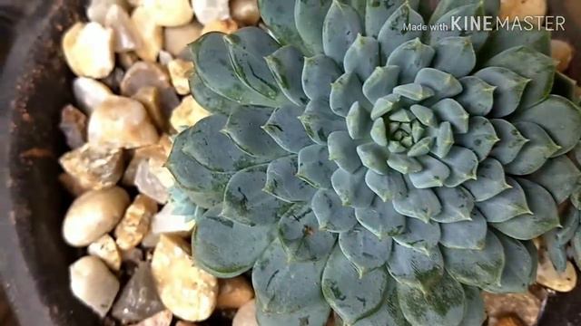 SUCULENTAS COM PRUÍNA - DESAFIO