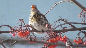 Дрозды рябинники зимой. ( Turdus pilaris )