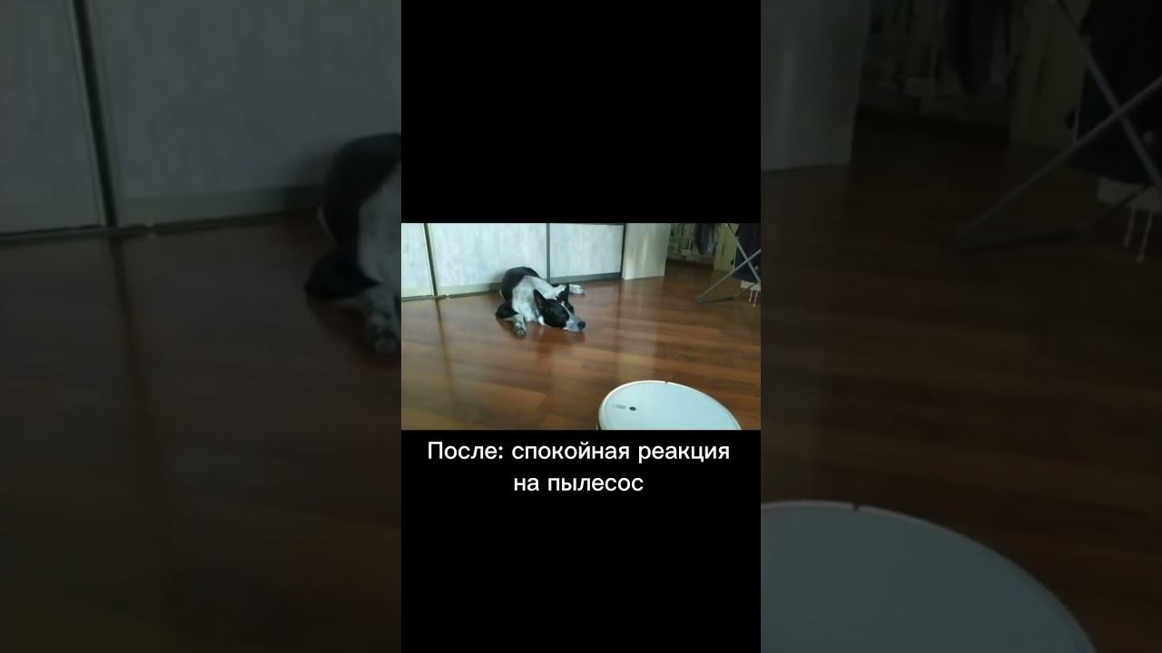 Реакция на робот пылесос смотреть онлайн