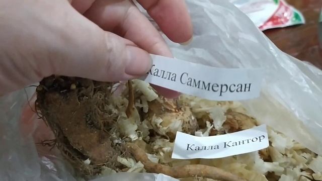 19.03.22/Покупки для дома и сада/ Что буду читать скоро/ Семена росянки? смотреть онлайн