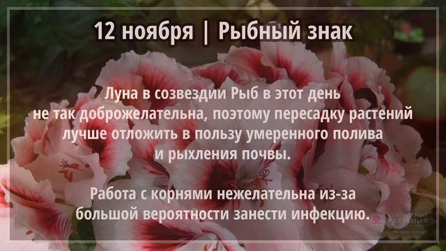 Ноябрь 2021 г. | Лунный календарь комнатных цветов смотреть онлайн