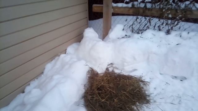 Как фазаны переносят зимние холода // Разведение фазанов // Нескучная жизнь в деревне смотреть онлайн