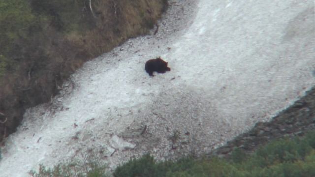 В верховья Лены за медведем смотреть онлайн