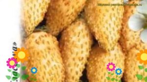 Земляника Желтое чудо (Земляника). Краткий обзор, описание характеристик, где купить семена fragari