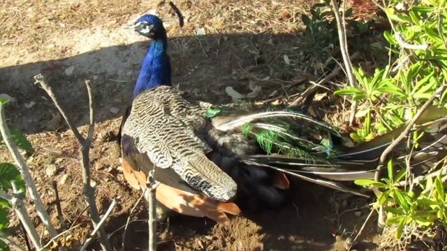 Наблюдение за павлином/Watching the peacock смотреть онлайн