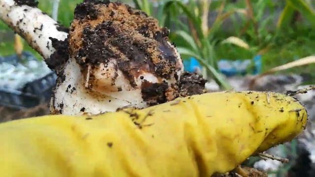 Рокамболь или слоновий чеснок или причесночный лук июль 2018 года (видео 1) смотреть онлайн