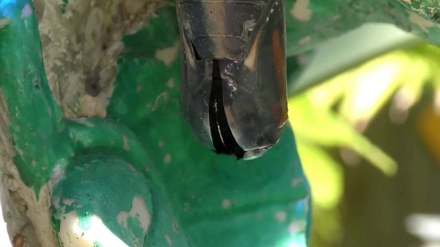 ЭТО НЕВЕРОЯТНО! Не верите, что это существо превратится в нечто очень красивое? Смотрите! смотреть онлайн