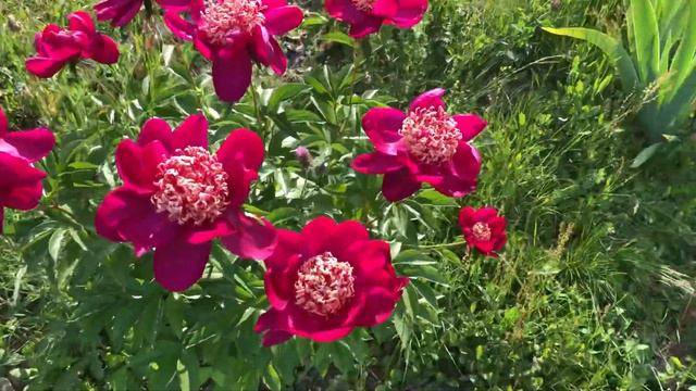 New Peony Blooms (Charles Burgess Peony)