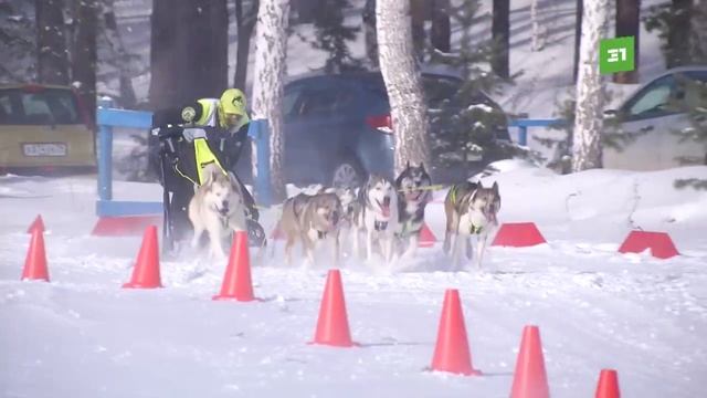 Праздник "гончих" псов. В Челябинской области прошли большие соревнования по ездовому спорту смотреть онлайн