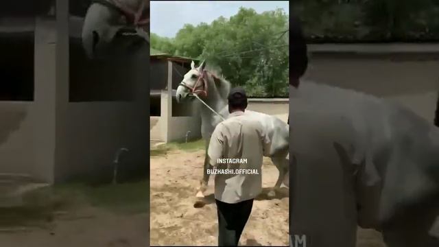 аспи ҳоҷи Шухрат нохияи Рудаки асп бо номи Паляк #tajikistan #dushanbe #buzkashi #kokpar #uloq смотреть онлайн