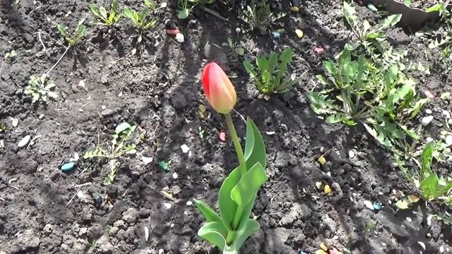 Прокаливаем чугунный казан. Цветник и шашлык//Дачный VLOG смотреть онлайн