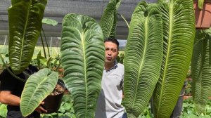 Anthurium veitchii type and veitchii