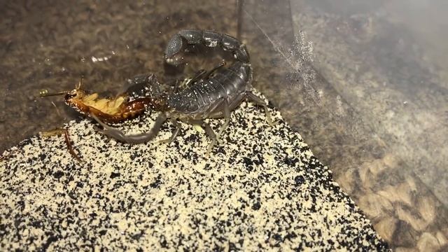 Scorpion Feeding Video #11 ~ Simultaneous Takedown !!! смотреть онлайн