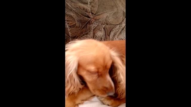 Линька у собак. Груминг-инструменты для Жули смотреть онлайн