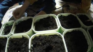 Острый перец Задира Халапеньо высадили на рассаду.