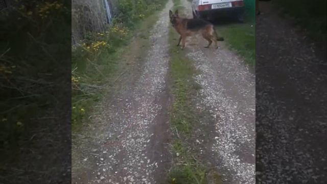 Радостный и счастливый пес прогулялся по дачному массиву смотреть онлайн