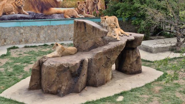 Львы в саванне и в вольере! Тайган Lions in Crimean Taigan смотреть онлайн