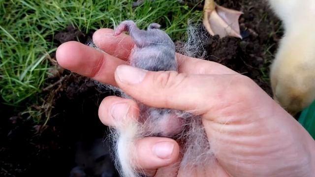 Крольчата в норе. Кроличья нора. Разведение кроликов. смотреть онлайн