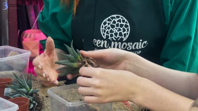 Флорариум своими руками с нуля: сделать может каждый даже дома! / Идея для подарка и свидания смотреть онлайн