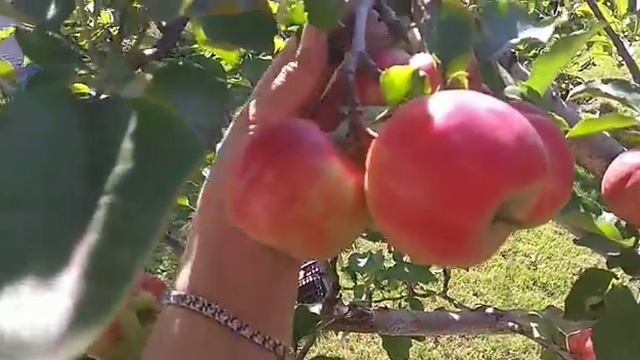 Сбор урожая осеннего сорта яблок.