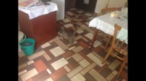 Умер кот! Любимый кот умер!