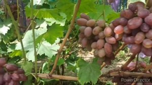 Виноград Масон