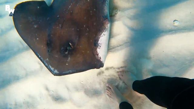 Swarmed by Giant Stingrays! смотреть онлайн