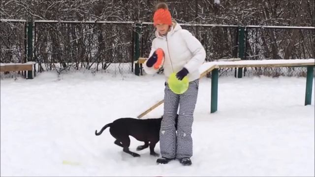 питбуль Декстер) смотреть онлайн