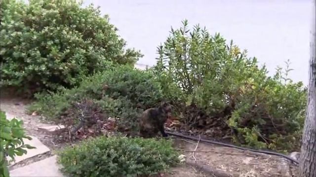 Mockingbirds attack cat and cat returns favor смотреть онлайн
