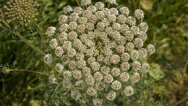 Khella Ammi visnaga Usos y Beneficios, asma y otras afecciones respiratorias смотреть онлайн