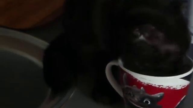кошка боня смотреть онлайн