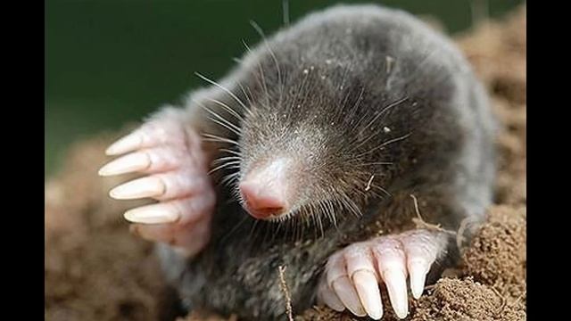 Что ест крот можно ли приручить