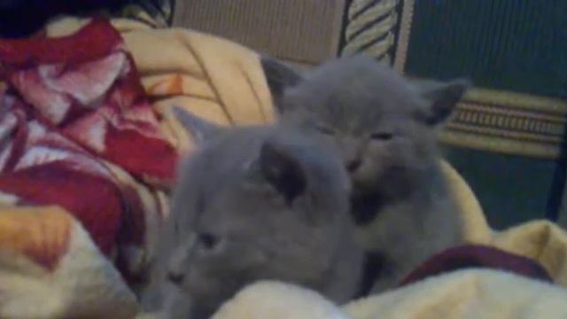 Котята засыпают смотреть онлайн