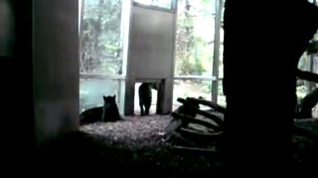 Венские зоопарк. Часть 1 смотреть онлайн