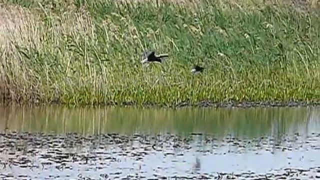 Белокрылая крачка (Chlidonias leucopterus) смотреть онлайн