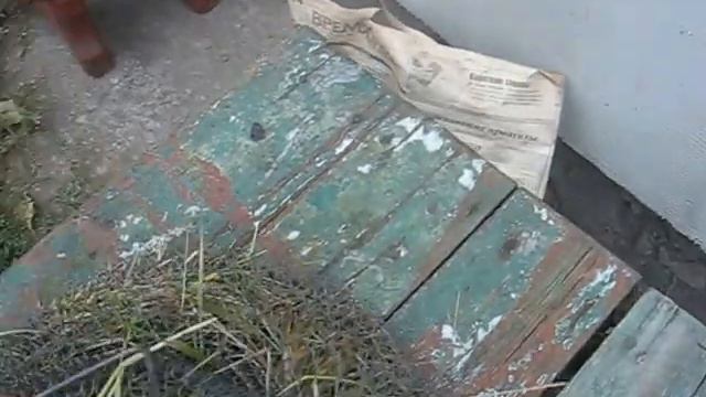 Коты и собака после рыбалки смотреть онлайн