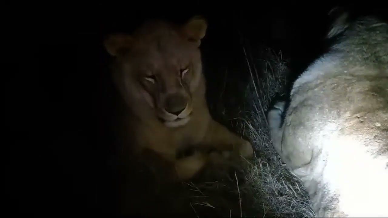 Living_with_lions is going live! смотреть онлайн