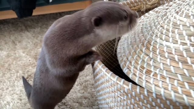 カワウソ コタロー 平成最後！これがコタローの1日！ Kotaro the Otter It's a Wonderful Day смотреть онлайн