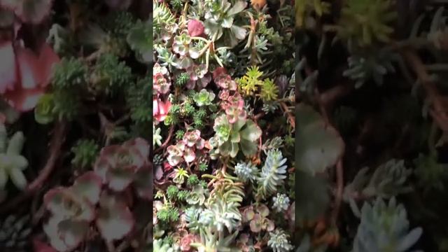 Succulents смотреть онлайн