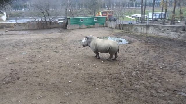 Носорог в Тбилисском зоопарке смотреть онлайн