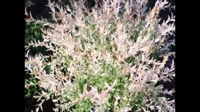 Salix integra Hakuro Nishiki Doppled Willows at Highland Hill Farm смотреть онлайн